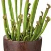 Trompetbekerplant (Sarracenia) D 12 H 35 Cm 2 Trompetbekerplant (Sarracenia) D 12 H 35 Cm -Groene Bloom Winkel 8717263133421 2 1
