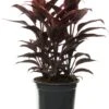 Geluksplant (Cordyline Fruticosa 'Mambo') D 19 H 60 Cm -Groene Bloom Winkel 8717263133445 1
