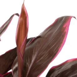 Geluksplant (Cordyline Fruticosa 'Mambo') D 19 H 60 Cm -Groene Bloom Winkel 8717263133445 2