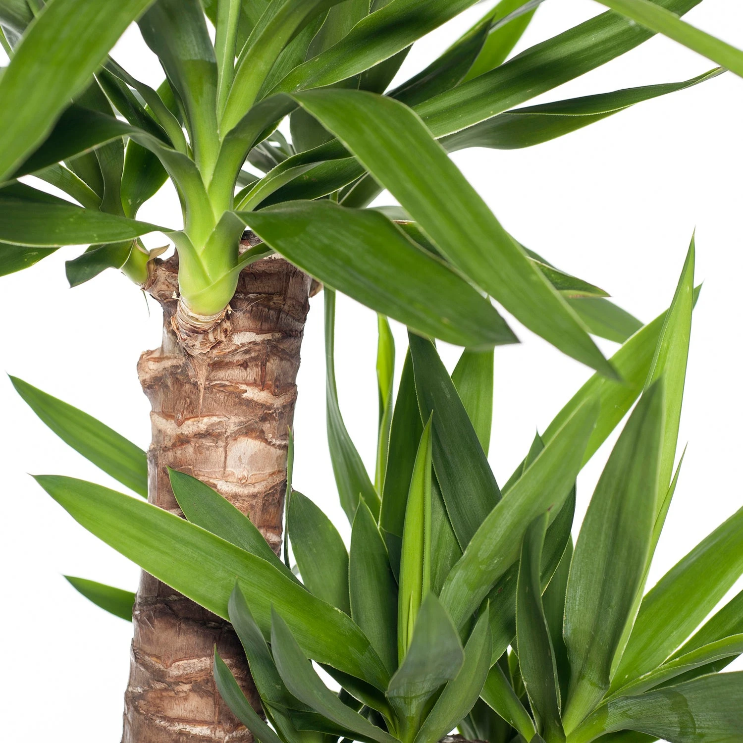 Yucca (Yucca Elephantipes) D 24 H 110 Cm 4 Yucca (Yucca Elephantipes) D 24 H 110 Cm - Afbeelding 2