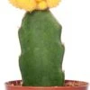 Cactus Geënt (Cactus) D 8,5 H 16 Cm 2 Cactus Geënt (Cactus) D 8,5 H 16 Cm -Groene Bloom Winkel 8717263133827 1
