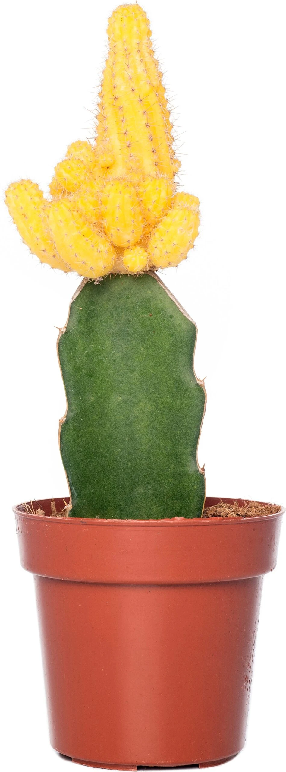 Cactus Geënt (Cactus) D 8,5 H 16 Cm 3 Cactus Geënt (Cactus) D 8,5 H 16 Cm