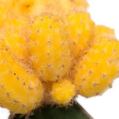 Cactus Geënt (Cactus) D 8,5 H 16 Cm 11 Cactus Geënt (Cactus) D 8,5 H 16 Cm -Groene Bloom Winkel 8717263133827 1 2