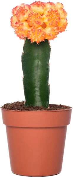 Cactus Geënt (Cactus) D 8,5 H 16 Cm 12 Cactus Geënt (Cactus) D 8,5 H 16 Cm -Groene Bloom Winkel 8717263133827 2