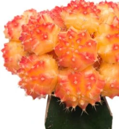 Cactus Geënt (Cactus) D 8,5 H 16 Cm 13 Cactus Geënt (Cactus) D 8,5 H 16 Cm -Groene Bloom Winkel 8717263133827 3