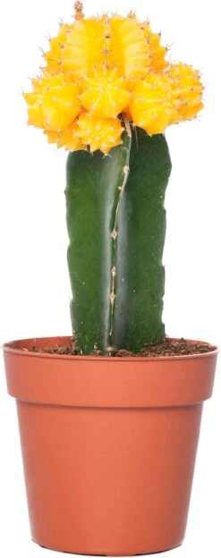 Cactus Geënt (Cactus) D 8,5 H 16 Cm 14 Cactus Geënt (Cactus) D 8,5 H 16 Cm -Groene Bloom Winkel 8717263133827 4