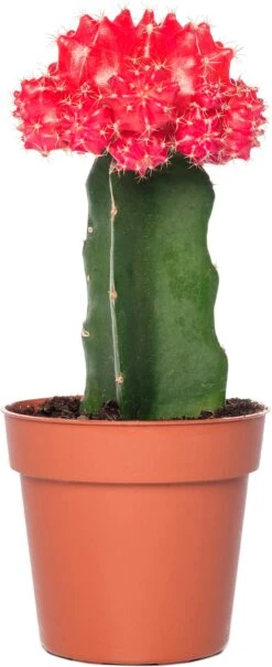 Cactus Geënt (Cactus) D 8,5 H 16 Cm 16 Cactus Geënt (Cactus) D 8,5 H 16 Cm -Groene Bloom Winkel 8717263133827 6
