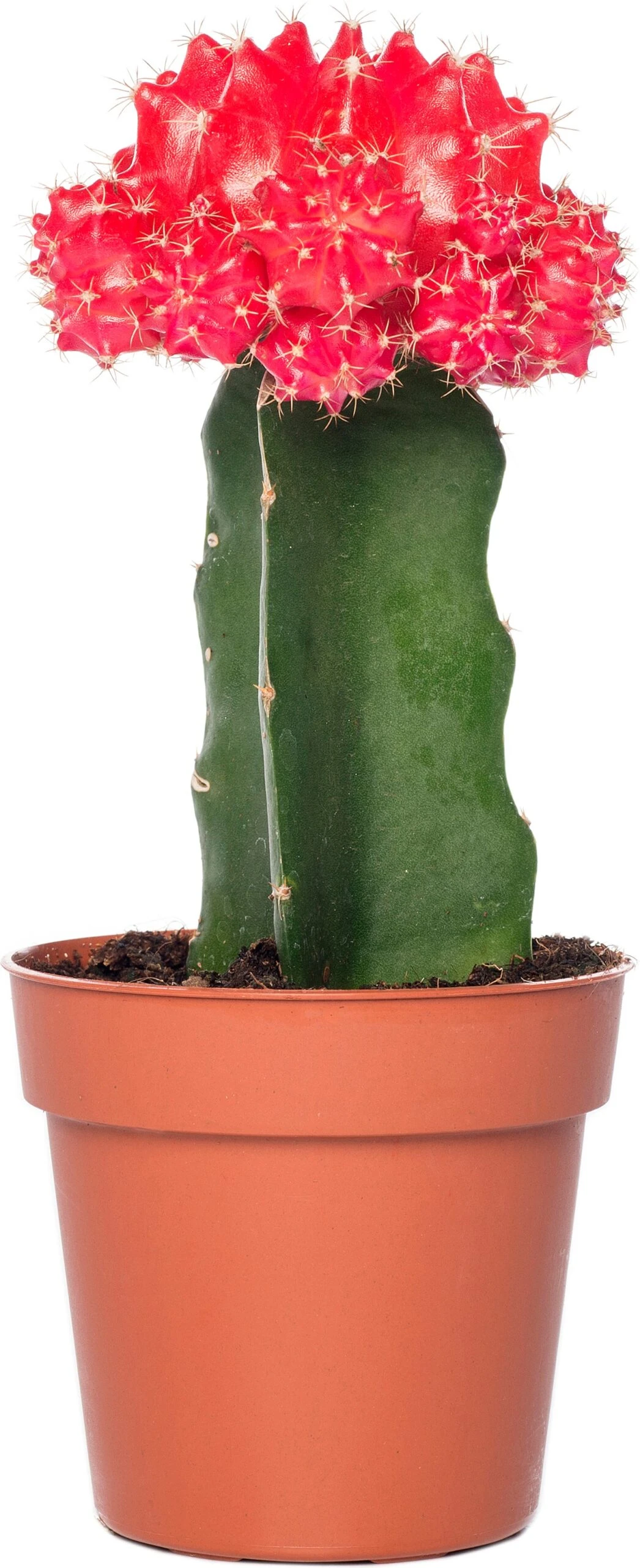 Cactus Geënt (Cactus) D 8,5 H 16 Cm 9 Cactus Geënt (Cactus) D 8,5 H 16 Cm - Afbeelding 7