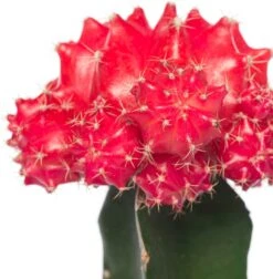 Cactus Geënt (Cactus) D 8,5 H 16 Cm 17 Cactus Geënt (Cactus) D 8,5 H 16 Cm -Groene Bloom Winkel 8717263133827 7
