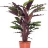 Calathea (Calathea Rufibarba 'Wavestar') D 14 H 40 Cm 2 Calathea (Calathea Rufibarba 'Wavestar') D 14 H 40 Cm -Groene Bloom Winkel 8717263134527