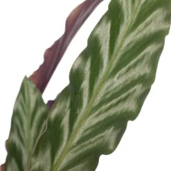 Calathea (Calathea Rufibarba 'Wavestar') D 14 H 40 Cm 5 Calathea (Calathea Rufibarba 'Wavestar') D 14 H 40 Cm -Groene Bloom Winkel 8717263134527 1 3