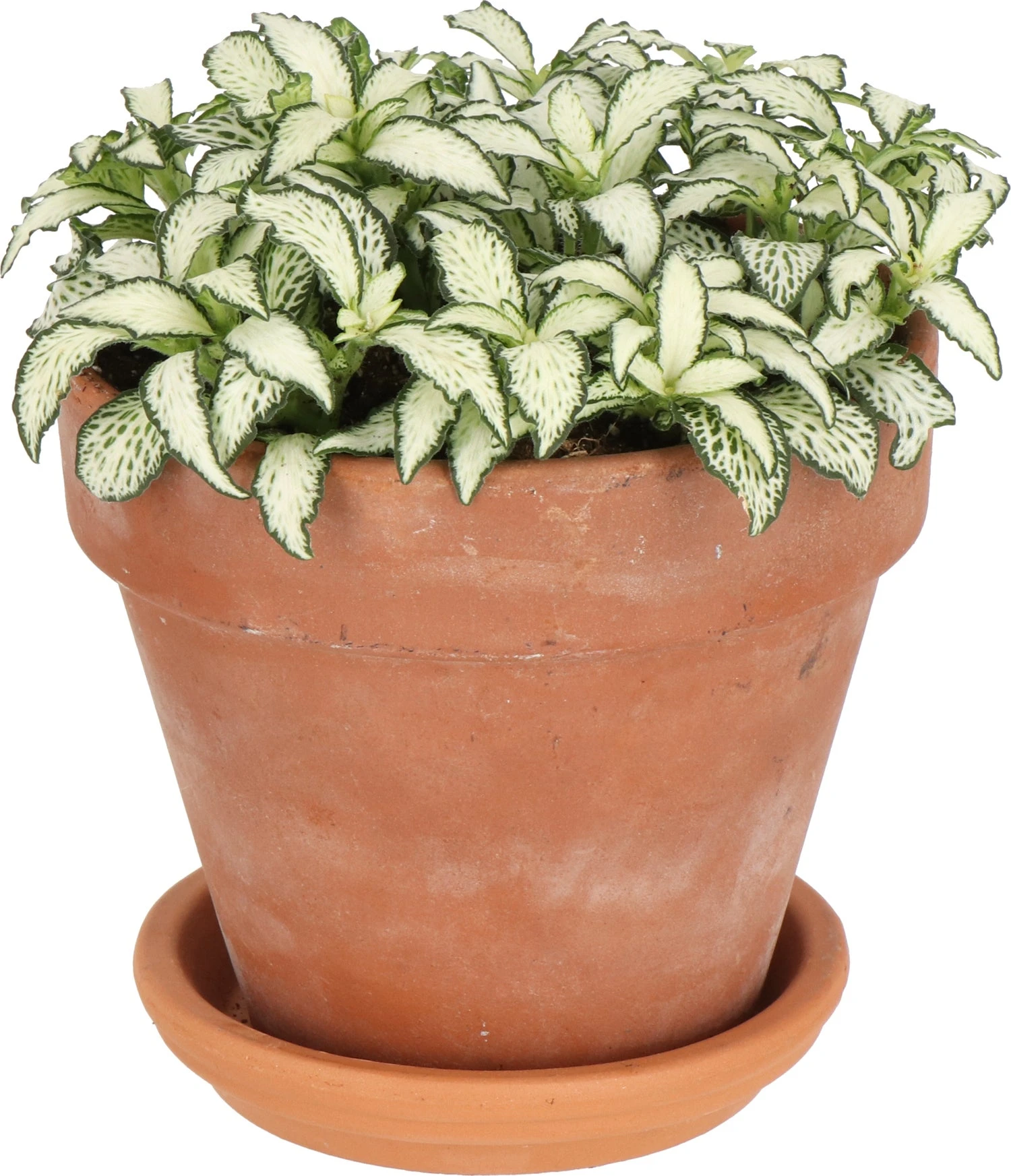 Mozaiekplant (Fittonia 'White Forest Flame') D 12 H 18 Cm 3 Mozaiekplant (Fittonia 'White Forest Flame') D 12 H 18 Cm