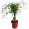 Olifantenpoot (Beaucarnea 'Maya Palm') D 19 H 60 Cm -Groene Bloom Winkel 8717263134923 1
