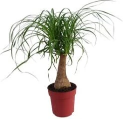 Olifantenpoot (Beaucarnea 'Maya Palm') D 19 H 60 Cm