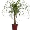 Olifantenpoot (Beaucarnea 'Maya Palm') D 24 H 85 Cm 2 Olifantenpoot (Beaucarnea 'Maya Palm') D 24 H 85 Cm -Groene Bloom Winkel 8717263134930