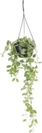Dubbeltjesplant In Hangpot (Dischidia 'Oiantha Variegata') D 14 H 35 Cm