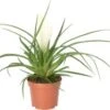 Tillandsia (Tillandsia Cyanea 'Biachini') D 9 H 25 Cm -Groene Bloom Winkel 8717263247548