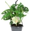 Gatenplant In Hangpot (Monstera 'Monkey Leaf') D 15 H 30 Cm 2 Gatenplant In Hangpot (Monstera 'Monkey Leaf') D 15 H 30 Cm -Groene Bloom Winkel 8717263248330 1 1