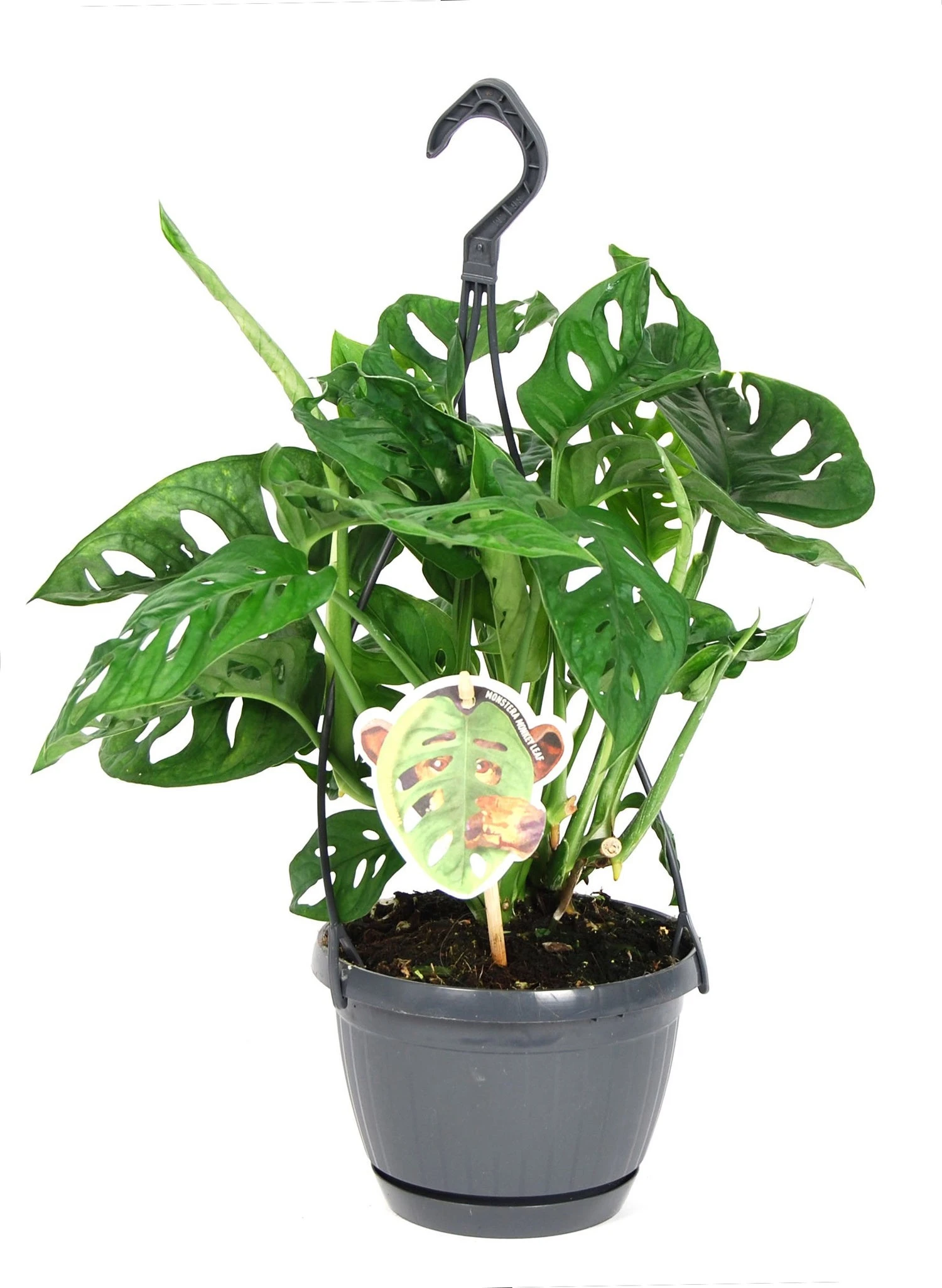Gatenplant In Hangpot (Monstera 'Monkey Leaf') D 15 H 30 Cm 3 Gatenplant In Hangpot (Monstera 'Monkey Leaf') D 15 H 30 Cm