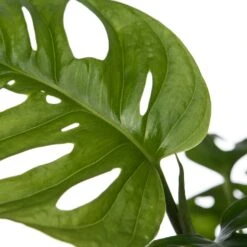 Gatenplant In Hangpot (Monstera 'Monkey Leaf') D 15 H 30 Cm 5 Gatenplant In Hangpot (Monstera 'Monkey Leaf') D 15 H 30 Cm -Groene Bloom Winkel 8717263248330 2
