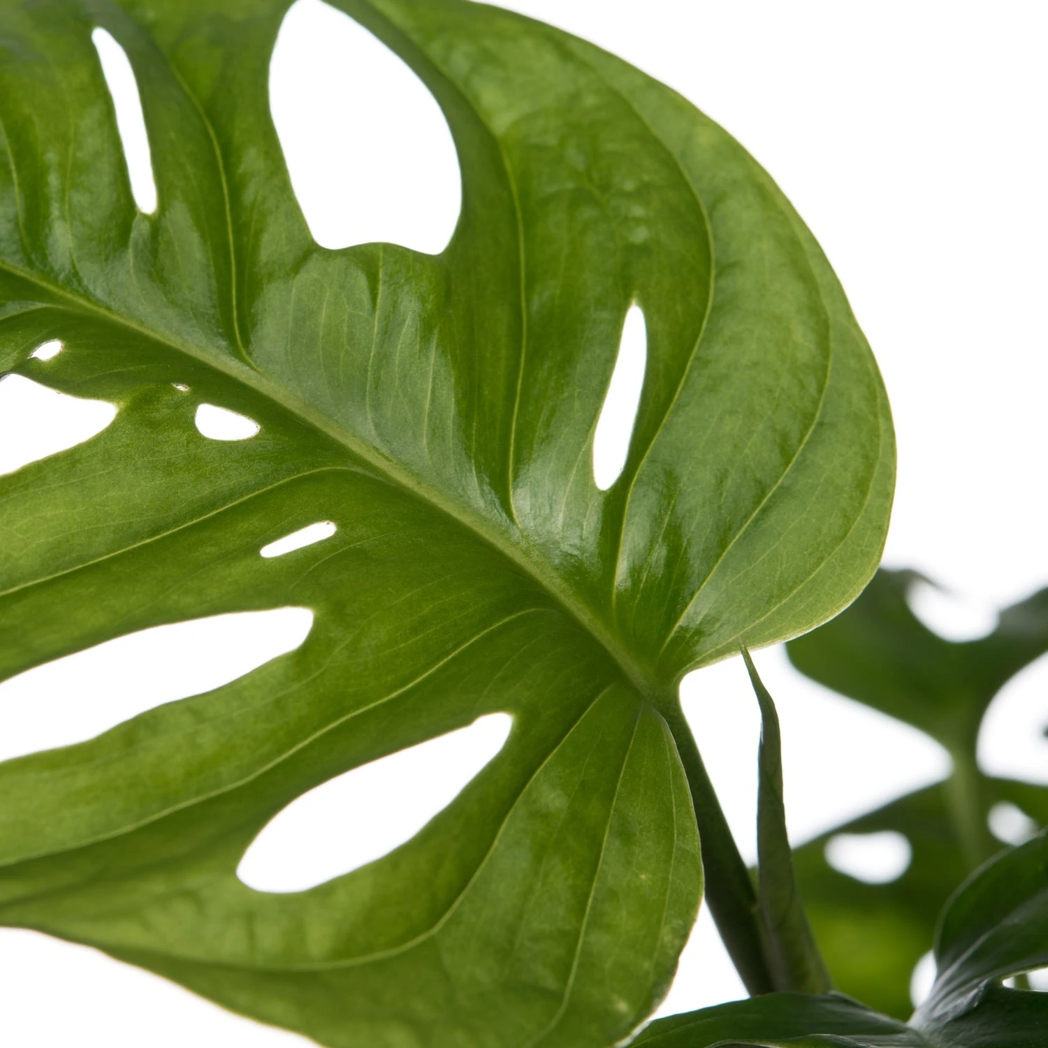 Gatenplant In Hangpot (Monstera 'Monkey Leaf') D 15 H 30 Cm 4 Gatenplant In Hangpot (Monstera 'Monkey Leaf') D 15 H 30 Cm - Afbeelding 2