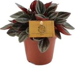 Peperomia (Peperomia 'Santorini') D 12 H 20 Cm