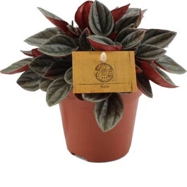 Peperomia (Peperomia 'Santorini') D 12 H 20 Cm 3 Peperomia (Peperomia 'Santorini') D 12 H 20 Cm