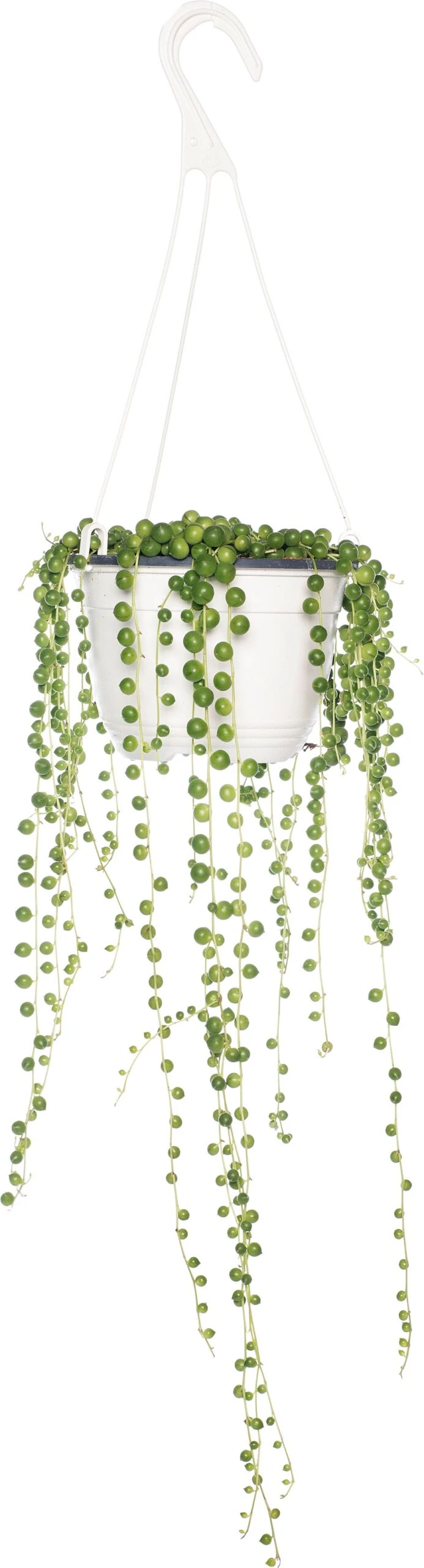 Erwtenplant (Senecio Rowleyanus) D 15 H 20 Cm 3 Erwtenplant (Senecio Rowleyanus) D 15 H 20 Cm