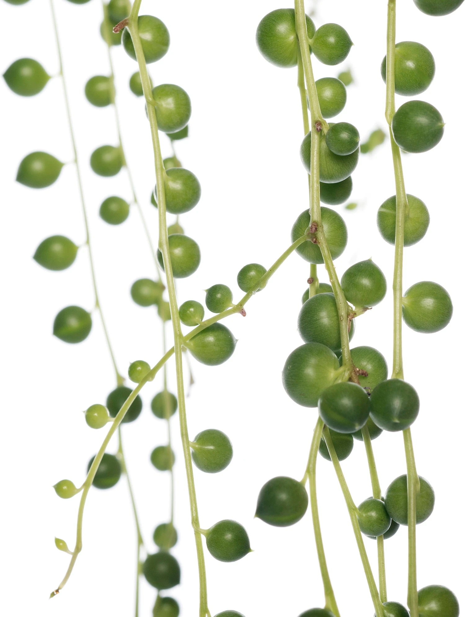 Erwtenplant (Senecio Rowleyanus) D 15 H 20 Cm 4 Erwtenplant (Senecio Rowleyanus) D 15 H 20 Cm - Afbeelding 2