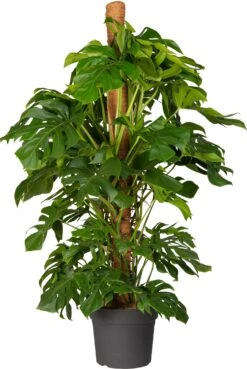 Gatenplant Met Mosstok (Monstera Pertusum) D 33 H 180 Cm