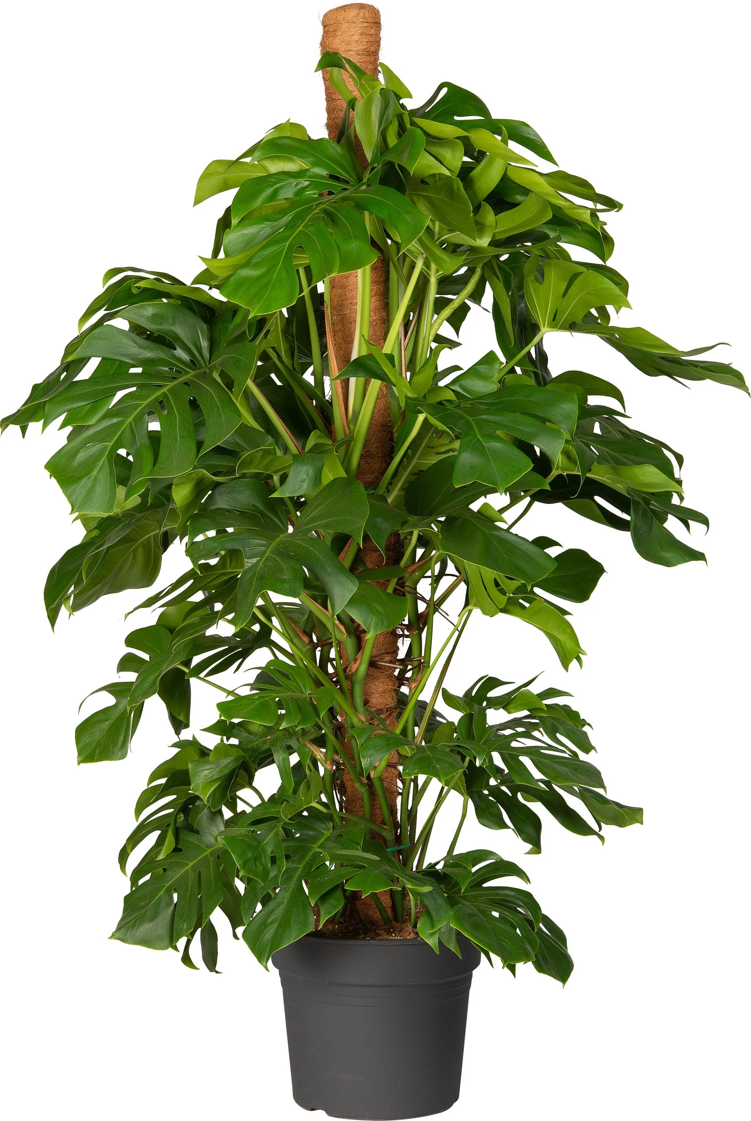 Gatenplant Met Mosstok (Monstera Pertusum) D 33 H 180 Cm 3 Gatenplant Met Mosstok (Monstera Pertusum) D 33 H 180 Cm