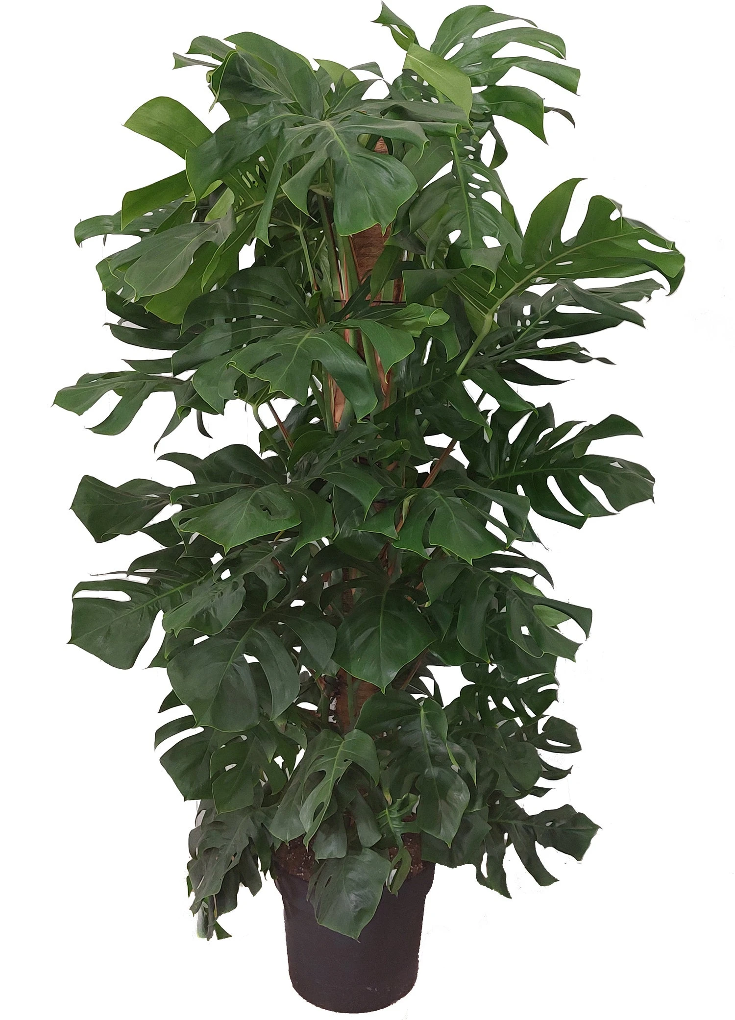 Gatenplant Met Mosstok (Monstera Pertusum) D 33 H 180 Cm 4 Gatenplant Met Mosstok (Monstera Pertusum) D 33 H 180 Cm - Afbeelding 2