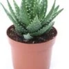 Aloe (Aloe Melanacantha 'Jaws') D 12 H 15 Cm 1 Aloe (Aloe Melanacantha 'Jaws') D 12 H 15 Cm -Groene Bloom Winkel 8717263248965