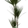 Drakenbloedboom (Dracaena Marginata) D 21 H 125 Cm -Groene Bloom Winkel 8717263249092 1