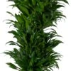 Drakenbloedboom (Dracaena Fragrans 'Compacta') D 31 H 130 Cm 2 Drakenbloedboom (Dracaena Fragrans 'Compacta') D 31 H 130 Cm -Groene Bloom Winkel 8717263249221