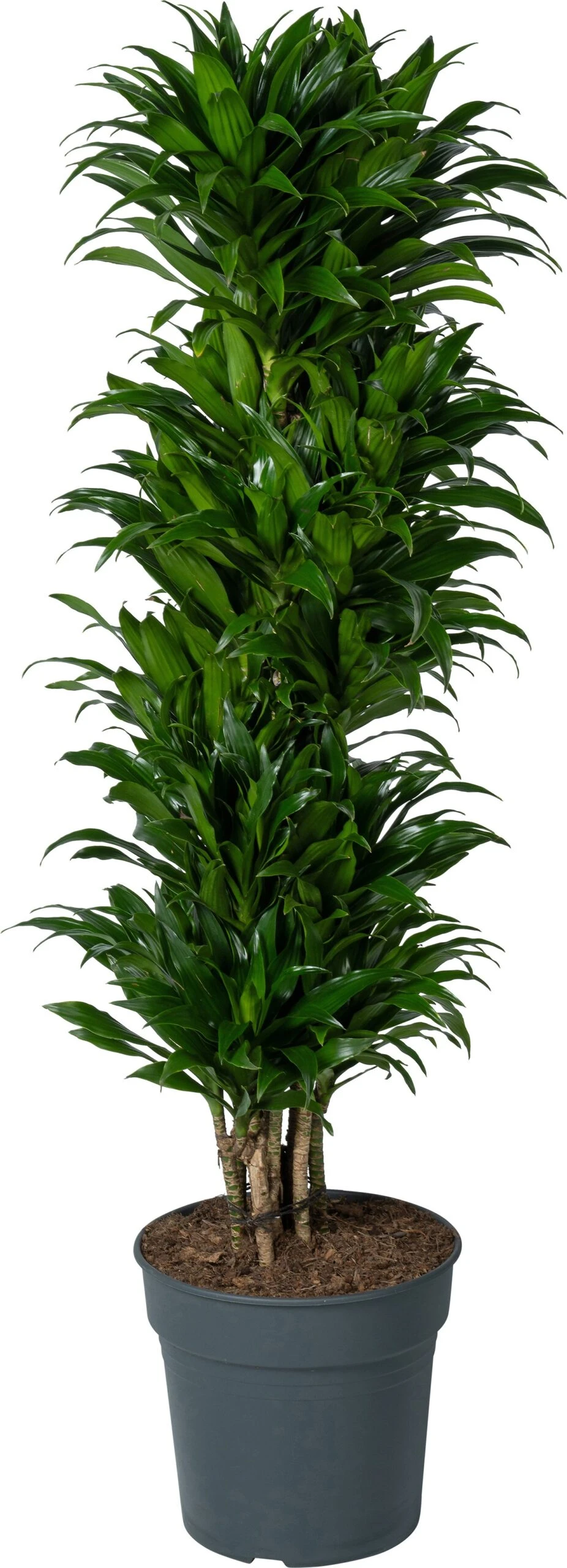 Drakenbloedboom (Dracaena Fragrans 'Compacta') D 31 H 130 Cm 3 Drakenbloedboom (Dracaena Fragrans 'Compacta') D 31 H 130 Cm