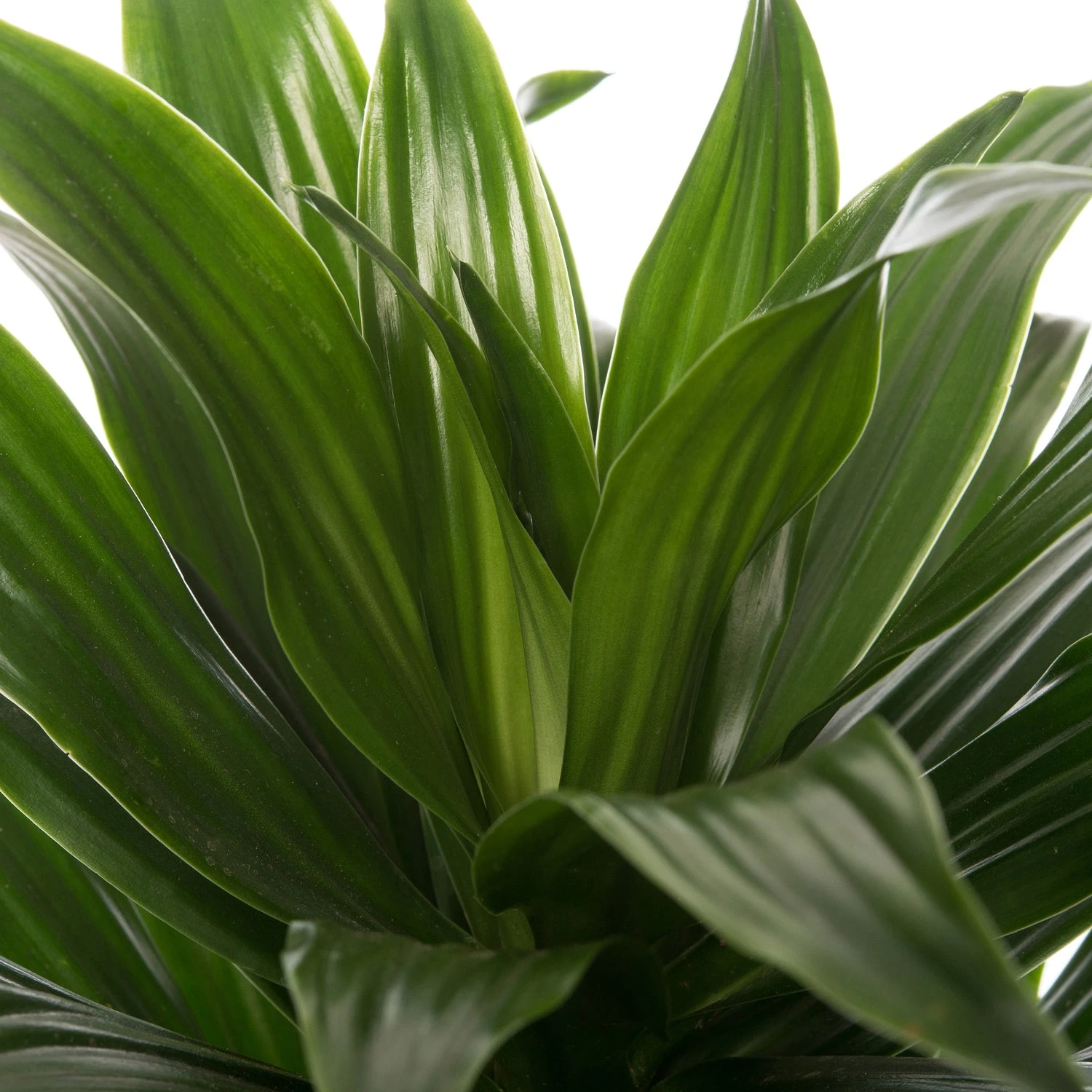 Drakenbloedboom (Dracaena Fragrans 'Compacta') D 31 H 130 Cm 4 Drakenbloedboom (Dracaena Fragrans 'Compacta') D 31 H 130 Cm - Afbeelding 2