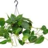 Philodendron In Hangpot (Philodendron Scandens) D 15 H 40 Cm 1 Philodendron In Hangpot (Philodendron Scandens) D 15 H 40 Cm -Groene Bloom Winkel 8717263250258
