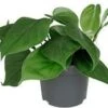Philodendron (Philodendron Scandens) D 12 H 15 Cm -Groene Bloom Winkel 8717263250265