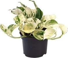 Drakenklimop (Epipremnum Pinnatum 'Happy Leaf') D 12 H 15 Cm 3 Drakenklimop (Epipremnum Pinnatum 'Happy Leaf') D 12 H 15 Cm