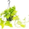 Drakenklimop In Hangpot (Epipremnum Pinnatum 'Golden Pothos') D 15 H 40 Cm -Groene Bloom Winkel 8717263250296