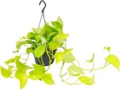 Drakenklimop In Hangpot (Epipremnum Pinnatum 'Golden Pothos') D 15 H 40 Cm