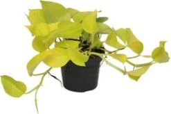 Drakenklimop (Epipremnum Pinnatum 'Golden Pothos') D 12 H 15 Cm
