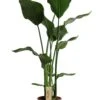 Paradijsvogelplant (Strelitzia Nicolai) D 36 H 180 Cm -Groene Bloom Winkel 8717263250777
