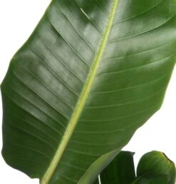 Paradijsvogelplant (Strelitzia Nicolai) D 36 H 180 Cm 7 Paradijsvogelplant (Strelitzia Nicolai) D 36 H 180 Cm -Groene Bloom Winkel 8717263250777 2 1