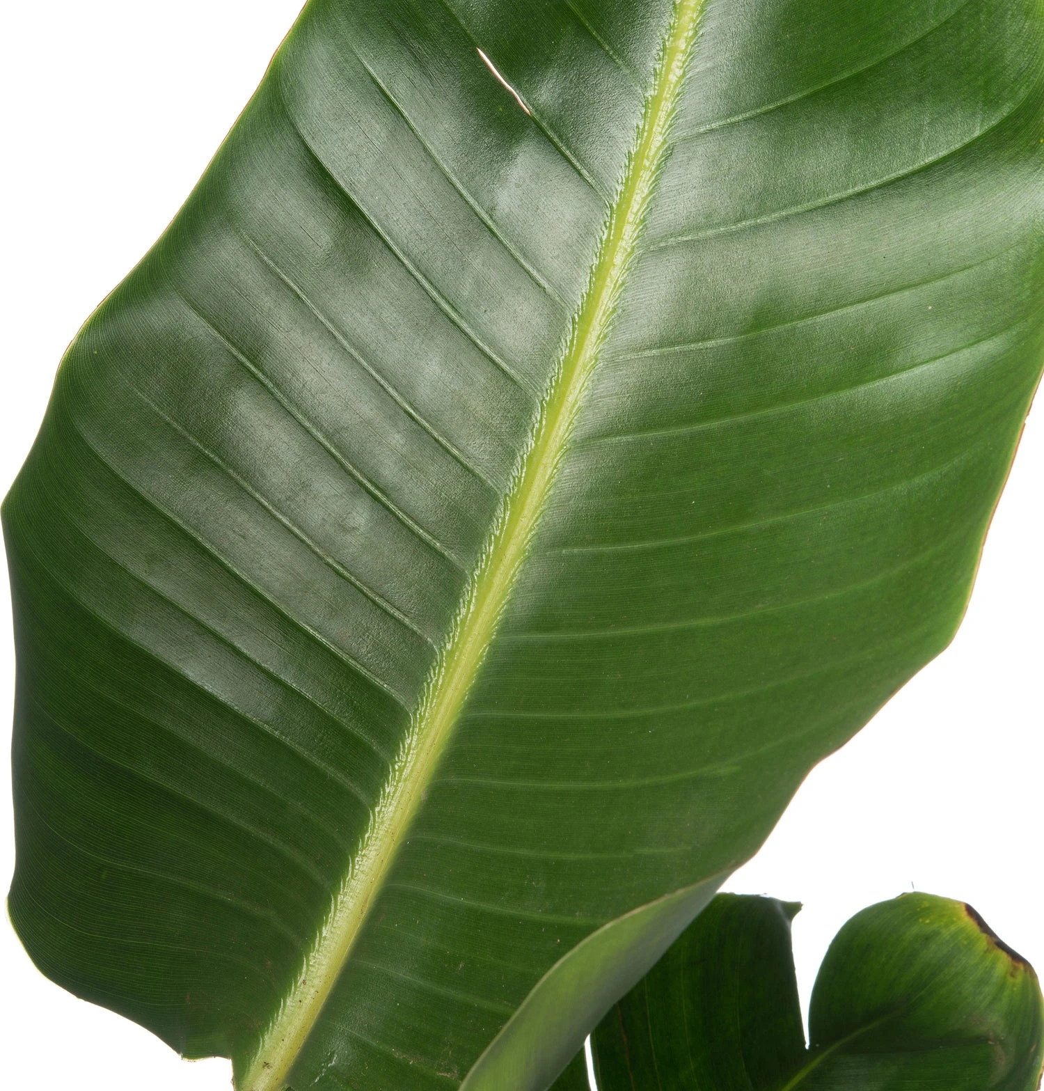 Paradijsvogelplant (Strelitzia Nicolai) D 36 H 180 Cm 5 Paradijsvogelplant (Strelitzia Nicolai) D 36 H 180 Cm - Afbeelding 3