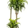 Drakenbloedboom (Dracaena Fragrans (D) 'Lemon Surprise') D 24 H 130 Cm 2 Drakenbloedboom (Dracaena Fragrans (D) 'Lemon Surprise') D 24 H 130 Cm -Groene Bloom Winkel 8717263250876 1