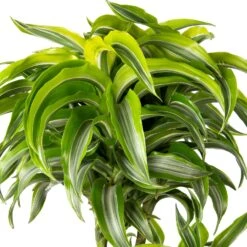 Drakenbloedboom (Dracaena Fragrans (D) 'Lemon Surprise') D 24 H 130 Cm 5 Drakenbloedboom (Dracaena Fragrans (D) 'Lemon Surprise') D 24 H 130 Cm -Groene Bloom Winkel 8717263250876 2