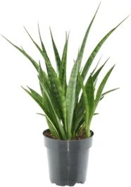 Vrouwentong (Sansevieria Kirkii 'Friends') D 12 H 37 Cm