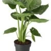 Olifantsoor (Alocasia 'Calidora') D 21 H 65 Cm -Groene Bloom Winkel 8717263251224